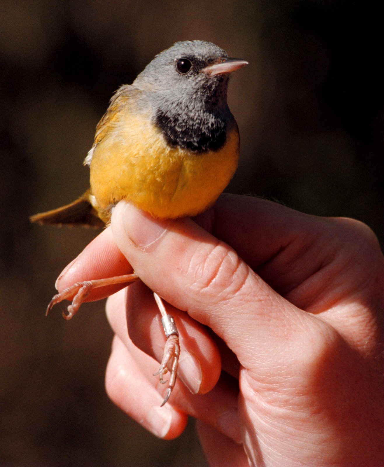 Bands help unlock some of the mysteries of the life and times of birds