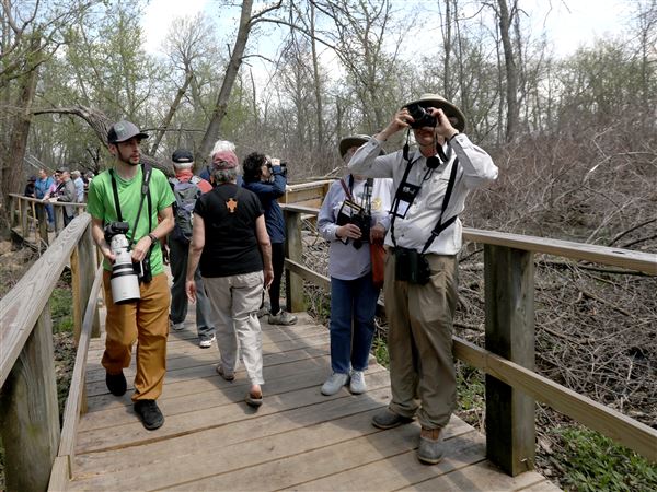 Birding's biggest week draw for NW Ohio from around globe