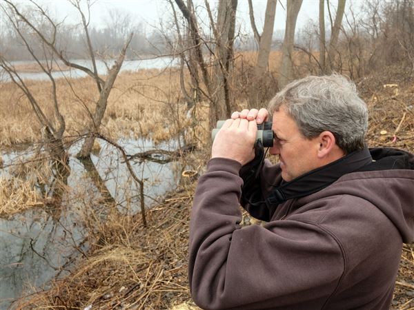 Metroparks Toledo Manhattan Marsh project progresses