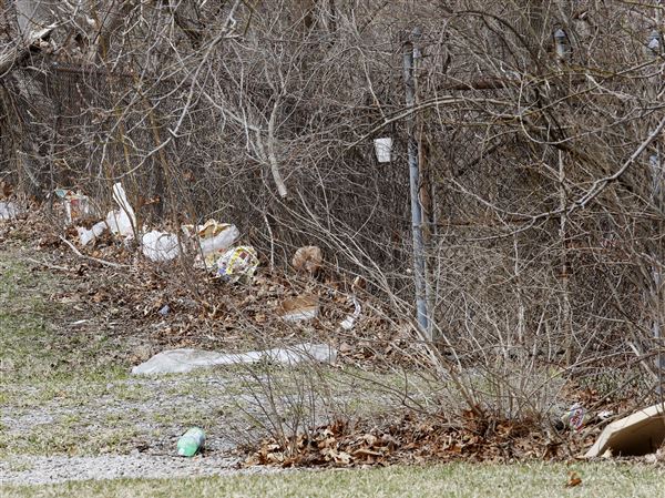 To the editor: Blight plagues Sylvania