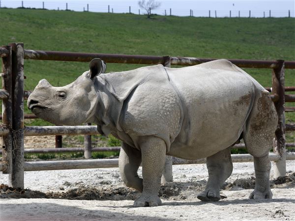 Toledo Zoo to acquire Indian rhino