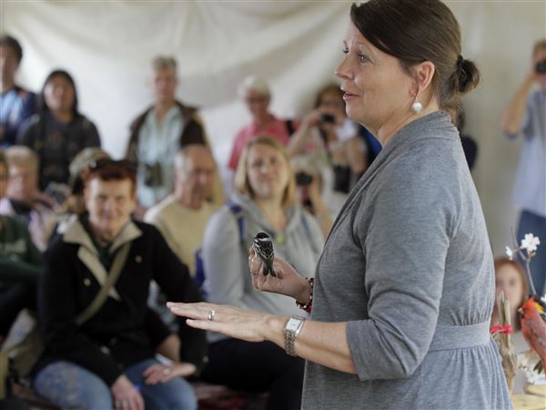 Lights Out campaign aims to reduce bird deaths