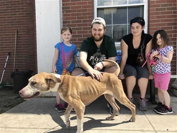Lucas County Dogs for Adoption: 9/25