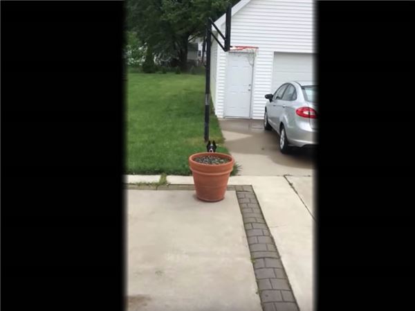 Hiding dog video shines light on Rossford family