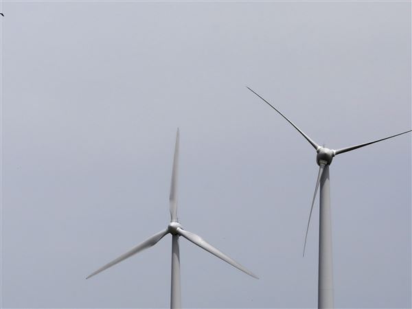 Birds, bats, and wind turbines often compete for airspace
