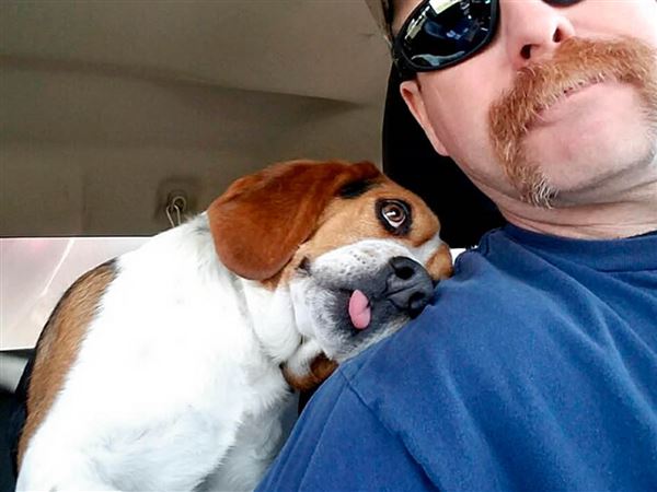 Grateful Gregory: Rescue dog in Findlay shows gratitude in viral photo