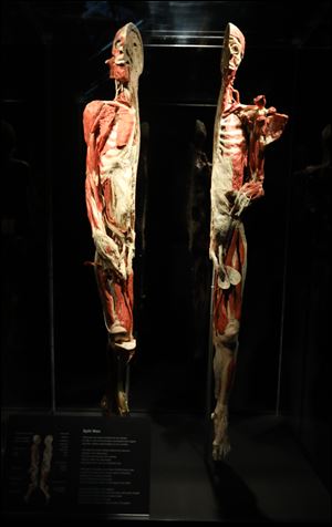 Perfect symmetry of a body split in half at the Body Worlds RX exhibit at the Imagination Station in Toledo. 