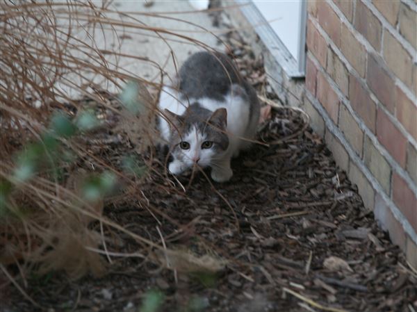 Are feral cats a danger to birds?