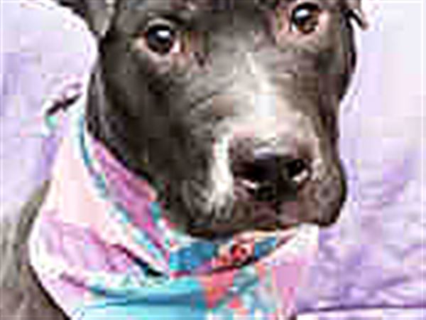 Lucas County Dogs for Adoption: 6/10