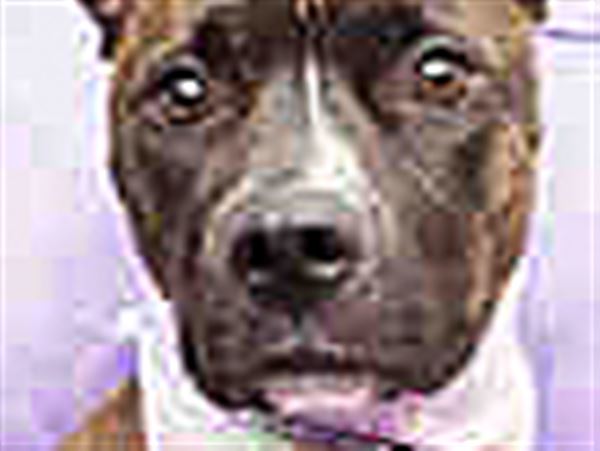 Lucas County Dogs for Adoption: 10/21