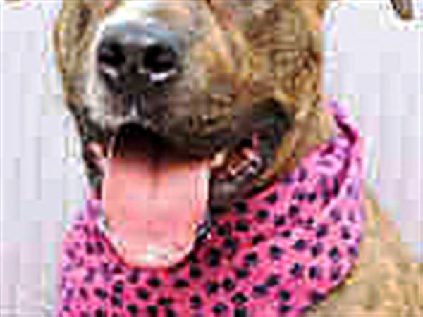 Lucas County Dogs for Adoption: 7/8