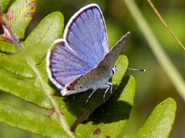 Oak Openings advocates all singing the blues this week