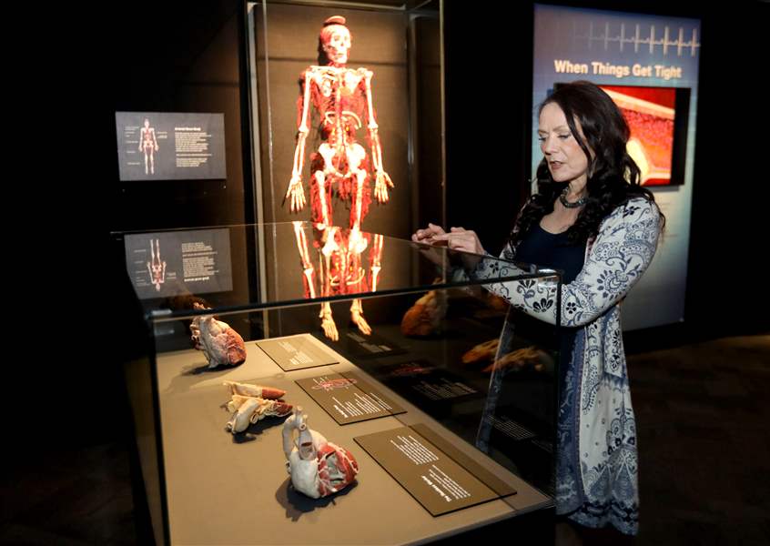 What lies beneath Exhibit gives realistic look at human body The Blade