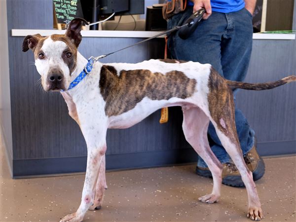 Emaciated dog sparks animal cruelty investigation