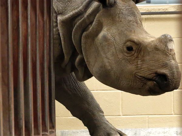 Rhino named Aashish arrives at Toledo zoo