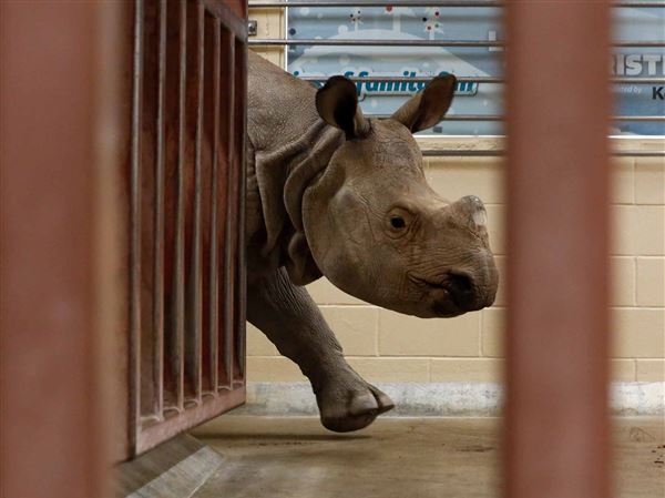 Toledo Zoo begins restoration of historic tunnel