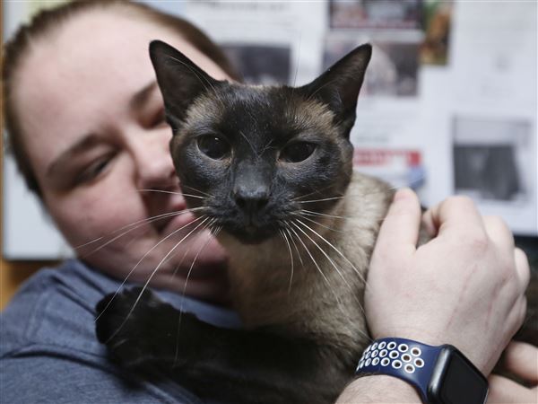 Cat shelter to have adoption event