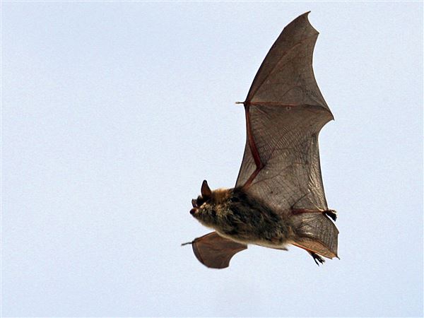 Health department urges rabies awareness after Toledo bat tests positive