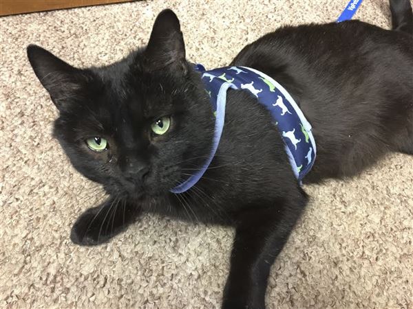 Humane Ohio offers specials on cat adpotions
