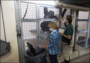 Connie Warner, an ultrasound technologist and Toledo Zoo volunteer, left, takes an ultrasound of 16-year-old Sufi Bettine, a pregnant female western lowland gorilla who arrived in Toledo on a breeding loan last May. Keeper Mike Payne, right, feeds fruit treats to her during the procedure. Sufi is expected to give birth to her first baby in the late summer or early fall.