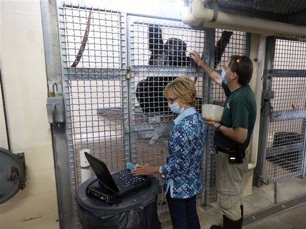 Baby on the way for Toledo Zoo gorilla Sufi