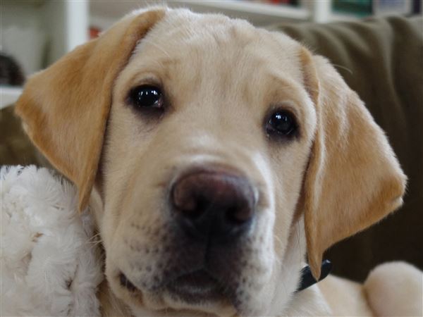 Lucas County Dogs for Adoption: 5/24