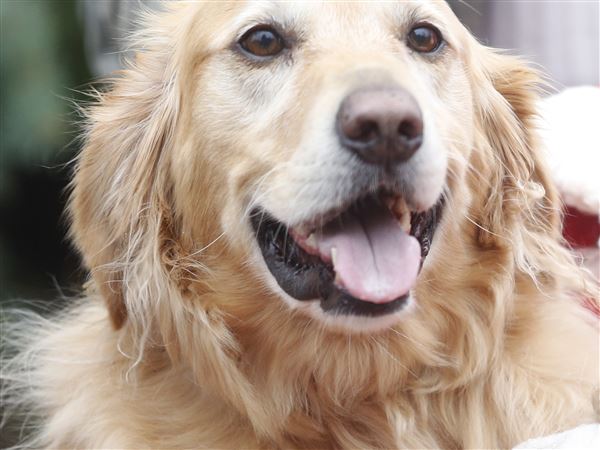 Vendors sought for Pet Palooza in September