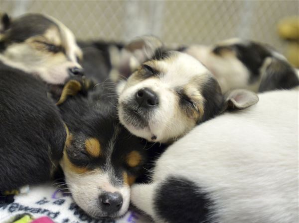 Lucas County Dogs for Adoption: 5/25