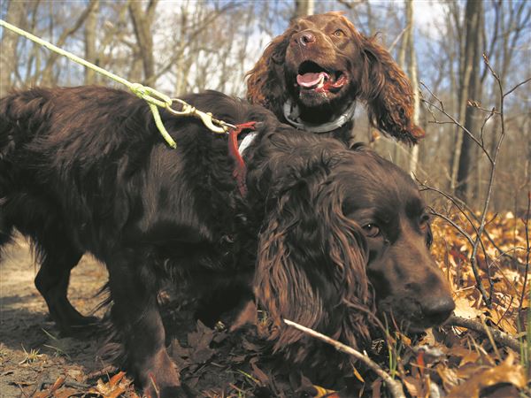 Turtle dogs: Spaniels aid research project