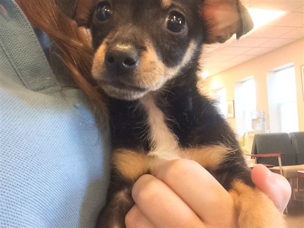 Humane society offers $5K reward for information in puppy's death