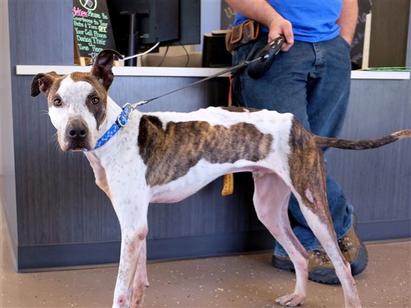 South Toledoans charged with animal cruelty