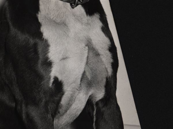 Nero the hero: Dog saves toddler from frigid water