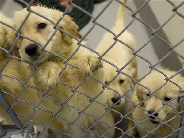 Lucas County Dogs for Adoption: 6/1
