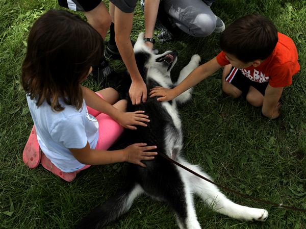 PHOTO GALLERY: Toledo Kennel Club Dog Show
