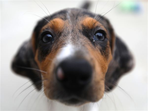 Fosters needed for displaced dogs