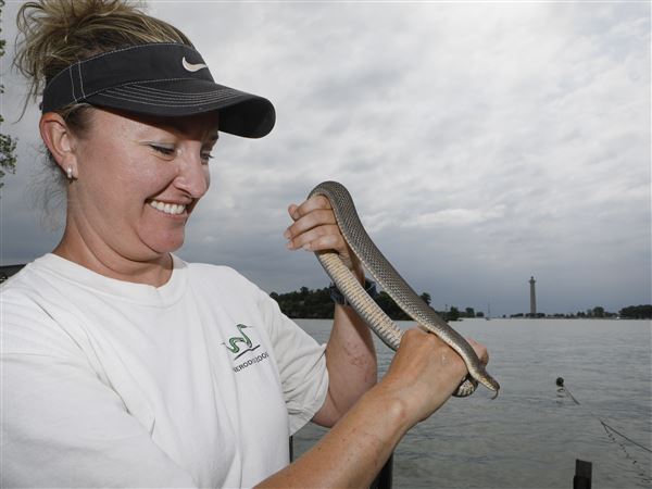 Put-in-Bay’s Kristin Stanford just wants you to respect the reptiles