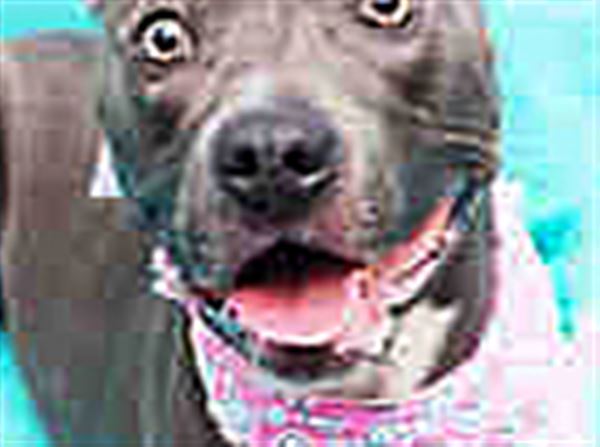 Lucas County Dogs for Adoption: 8/26