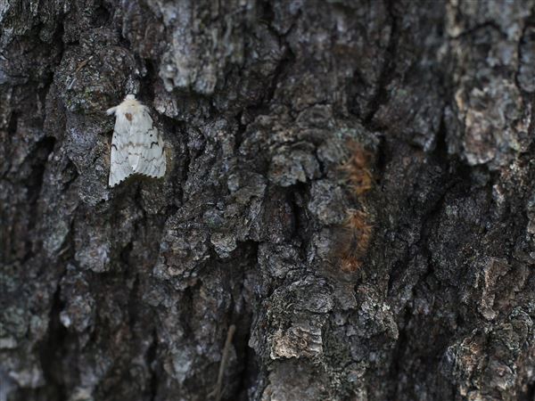 Gypsy moth infestations identified in Toledo