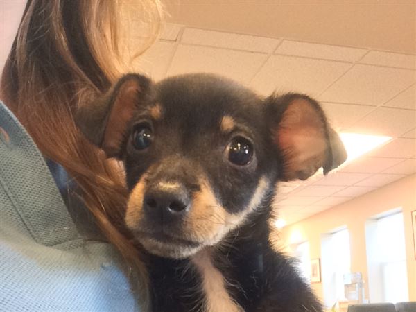 Reward boosted to $15,000 in case of puppy kicked to death