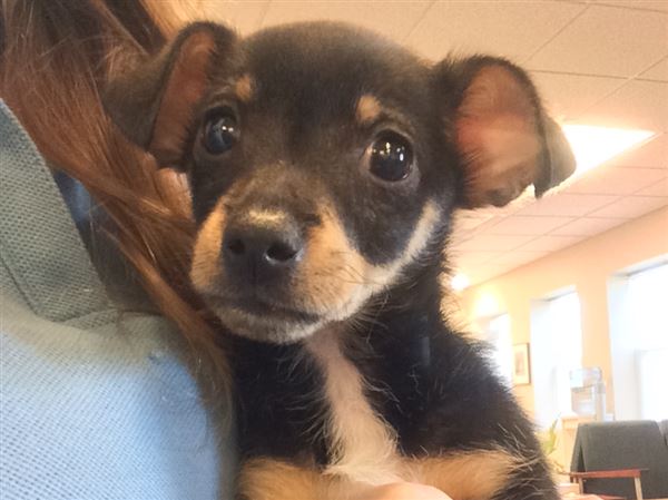 Toledo woman charged with crime for false story of puppy kicked to death