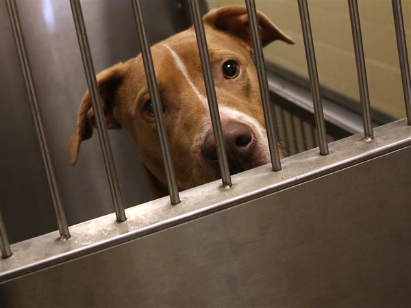 Lucas County Dogs for Adoption: 6/15