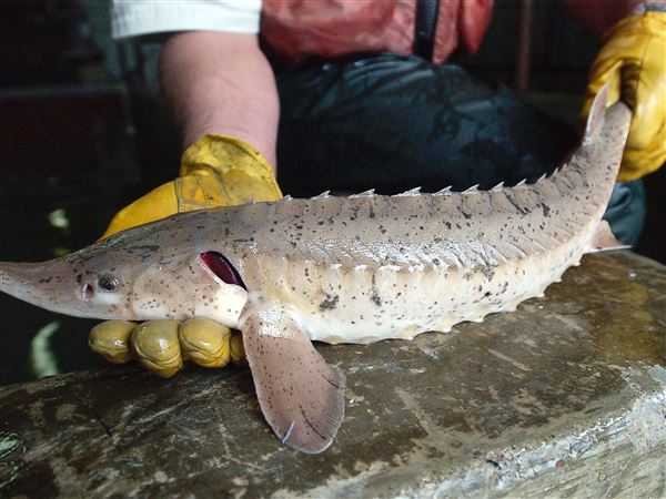 Biologists grow lake sturgeon to try to re-establish them in Maumee River