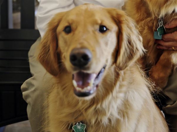 Fund-raiser helps dog rescue, foundation