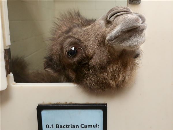 Bactrian camel born at Toledo Zoo