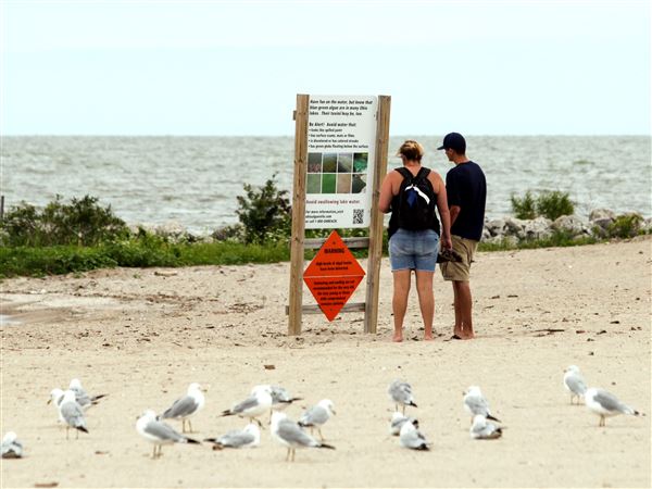 Lucas County seeks to join Lake Erie algae lawsuit