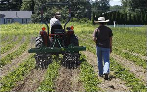 Owners Fernando and Martha Mora cultivate a strawberry field at their Johnston Fruit Farms in Swanton. 