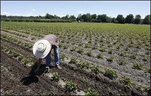 Johnston Fruit Farms owner Martha Mora works in a strawberry patch on her Swanton farm. 