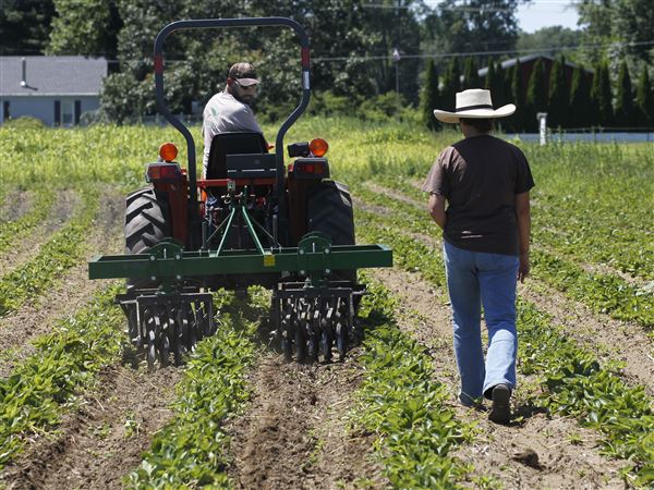 Small area farms feel effect of labor shortage