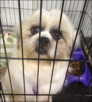 A shih tzu peers from his crate at the Island Safe Harbor Animal Sanctuary in Port Clinton after being rescued from a puppy mill in Ohio in 2012. A piece of legislation headed to the Ohio Senate would subject dog breeders to stricter standards for care of the animals and stiffer penalties for violations.