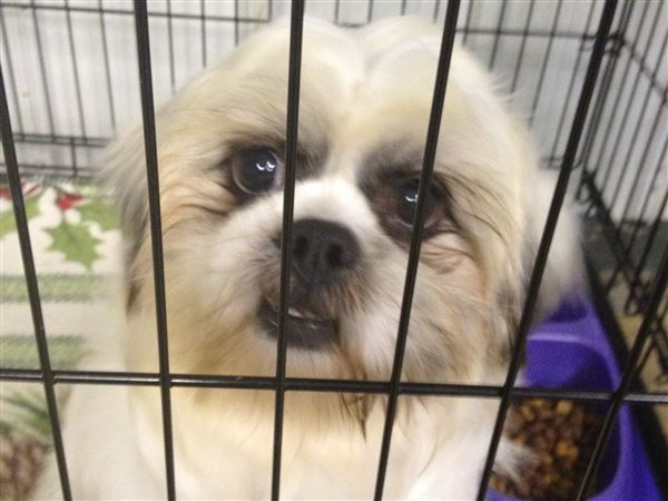 Bill designed to increase standards for dog breeders heads to governor's desk